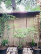 Великий японський клен Japanese maple, acer palmatum Scolopendrifolium, 2м, об'єм горщика 25л - зображення 2