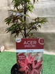 Японский клен Japanese maple, acer palmatum Little Red, 70-90см, горщик 34" - изображение 2