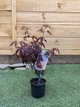 Японский клен (Japanese maple) Atropurpureum, 30-40см, объем горшка 0,8л (RG002) - изображение 1