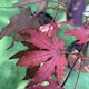 Японский клен (Japanese maple) Amagi Shigure, 60-70см, объем горшка 3л (RG031) - изображение 1
