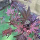 Японский клен (Japanese maple) Amagi Shigure, 60-70см, объем горшка 3л (RG031) - изображение 2