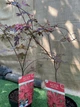 Японский клен (Japanese maple) Amagi Shigure, 60-70см, объем горшка 3л (RG031) - изображение 3