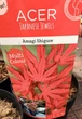 Японский клен (Japanese maple) Amagi Shigure, 60-70см, объем горшка 3л (RG031) - изображение 6