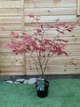 Японський клен (Japanese maple, acer palmatum) Sumi nagashi, висота 70-80см, об`єм горщику 4л - изображение 1