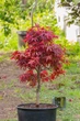 Японский клен (Japanese maple) Shaina, 60-80см, объём горшка 3л (RG054) - изображение 2