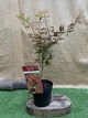 Японский клен (Japanese maple) Shaina, 60-80см, объём горшка 3л (RG054) - изображение 4