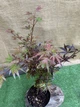 Японский клен (Japanese maple) Shaina, 60-80см, объём горшка 3л (RG054) - изображение 6