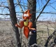 Автоіграшки на присосках Білка з Льодовикового періоду - Іграшка на скло в машину - Подарунок водієві - зображення 8