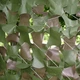 Сетка маскировочная Shade & Shelter серия Pro Double Sided 1.5*3 м зелено - коричневая - изображение 1