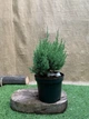 Ялівець китайський Стрікта Juniperus chinensis Stricta, висота 25-35см, об'єм горщика 3л - зображення 1