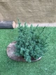Ялівець китайський Стрікта Juniperus chinensis Stricta, висота 25-35см, об'єм горщика 3л - зображення 2