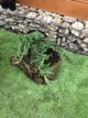 Ялівець горизонтальний Alpina Juniperus horizontalis, висота 30-40см, об'єм горщика 3л - зображення 3