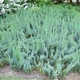 Ялівець горизонтальний Alpina Juniperus horizontalis, висота 30-40см, об'єм горщика 3л - зображення 4