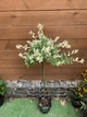 Бересклет Форчуна Арлекін на штамбі Euonymus Fortunei Harlequin, висота 100см, об'єм горщику 4л (RG231) - изображение 1