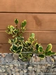 Падуб альтаклеренсіс “Голден Кінг” Ilex altaclerensis ‘Golden King’ , висота 30 см, об'єм горщику 1л (RG243) - изображение 2