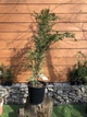 Тис ягодный Taxus baccata, высота 90-110см, объем горшка 4л (RG551) - изображение 1
