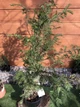 Тис ягодный Taxus baccata, высота 90-110см, объем горшка 4л (RG551) - изображение 2