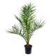 Пальма Фінік Канарський Phoenix Canariensis, висота 90-100см, обсяг горщика 2,5л (RG060-2) - зображення 1