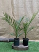 Пальма Фінік Канарський Phoenix Canariensis, висота 90-100см, обсяг горщика 2,5л (RG060-2) - зображення 3