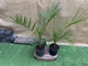 Пальма Фінік Канарський Phoenix Canariensis, висота 90-100см, обсяг горщика 2,5л (RG060-2) - зображення 4