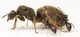 Колонія Мурах Lasius Niger з Кормом білковим, вуглеводним та фруктовим - зображення 3
