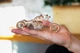 Механический 3Д пазл конструктор коллекционная модель из дерева Viter Models «Мотоцикл» DIY 211 деталей (Сhopper-v1) - изображение 4