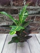 Горшечное растение Кротон (КОДИЕУМ) GreenLife контейнер 12 см - изображение 2