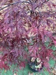 Японский клен Acer Palmatum Stella Rossa, 130-150 см, объем горшка 15л - изображение 2