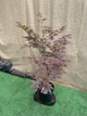 Японский клен Japanese maple, acer palmatum Atropurpureum, высота 1,3-1,5м, объем горшка 10л (RG067) - изображение 2