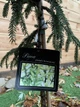 Ялина східна Ауреоспіката Picea orientalis Aureospicata, висота 70-90см, об`єм горщику 4л (RG315) - зображення 2