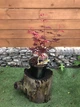 Японский клен (Japanese maple) Atropurpureum, 50-70см, объем горшка 0,8л (RG002-1) - изображение 3