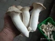 Свежие Грибы Еринги или белый степной гриб (Pleurotus eryngii) 1кг - изображение 3