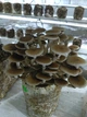 Свіжі гриби Опеньок тополевий (Cyclocybe aegerita) 1кг - зображення 3