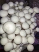 Свежие Грибы Шимеджи (Hypsizygus marmoreus) 1кг - изображение 5