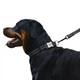 Ошейник Для Собак BronzeDog Active Нейлоновый со Светоотражением и Металлической Пряжкой с Гравировкой Черный 25 мм 35-53 см (34/1301) - изображение 4