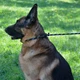 Поводок Удавка для Собак Bronzedog Active из Альпинистского Шнура Светоотражающий Черно-Голубой 12 мм 183 см (47332) - изображение 7