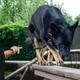 Поводок для Собак Bronzedog Active из Шнура Тренировочный Черный 7 мм 1000 см (47351) - изображение 9