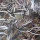 Тентовая ткань оксфорд Super Textiles камуфляж "Осенний камыш" 200D, ш. 150 см, пог.м. (2033) - изображение 1