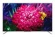 Телевiзор TCL 55C715 - зображення 1