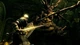 Dark Souls Remastered (PS4, русские субтитры) - изображение 5