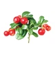 Ягодная паста LiQberry Клюква 1 л - изображение 2