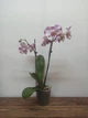 Орхидея фаленопсис Алмазное Небо phalaenopsis Diamond Sky - изображение 1
