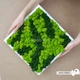Картина Artis Green в білій рамці зі скандинавського моху зелений+салатовий P31 - зображення 2