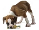 Іграшка для собак Petstages Dogwood Pine Cone M - зображення 4