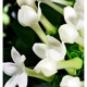 Парфюмированная вода Yodeyma For You 15 ml - изображение 3