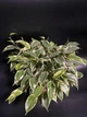 Фикус бенджамина h 35cm "Кинки" - изображение 2
