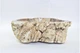 Кам'яна раковина FOSSIL WOOD Industar s25-3946-1 47 х 42 см Асиметрична - зображення 5