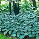 Хоста Buckshaw Blue Белый, бежевый, кремовый Florium (301166) - изображение 2