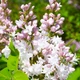 Саженцы Сирень Beauty of Moscow Белый, Розовый Florium (521023) - изображение 2