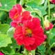 Настурція Імператриця Червоний Насіння Florium (726679) - зображення 1
